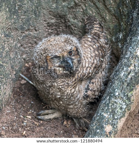 Nestling owl fallen out of the nest in the El Cedral, Los Llanos - Venezuela, Latin America