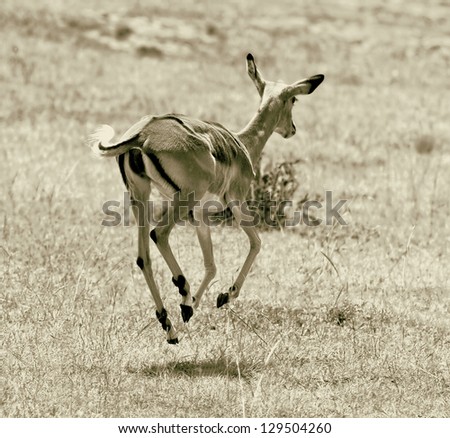Running antelope impala on the Masai Mara National Reserve - Kenya (stylized retro)
