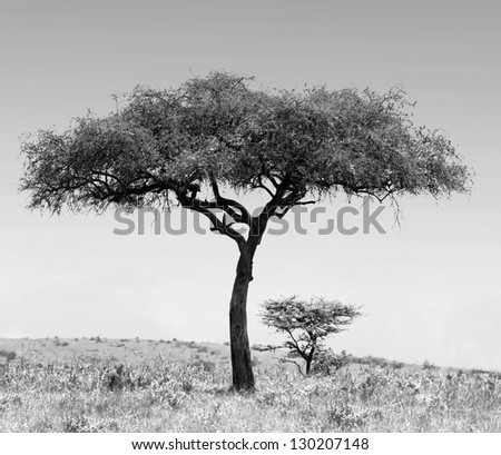 Landscape with alone tree in savannah on the Masai Mara National Reserve - Kenya (black and white)