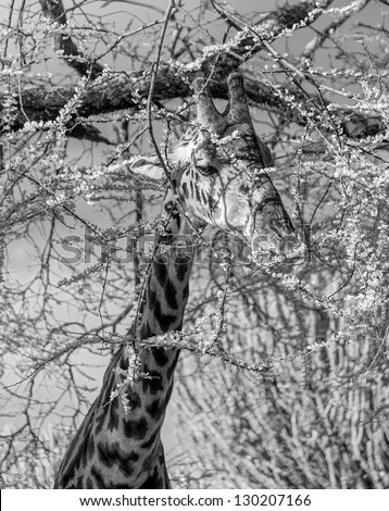 Maasai giraffes in Crater Ngorongoro National Park - Tanzania (black and white)