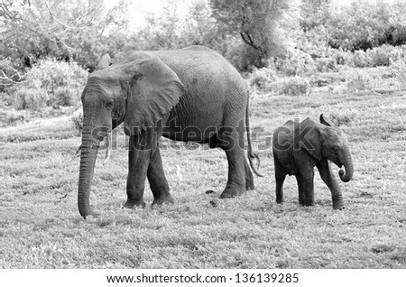 Family of african elephant in Lake Manyara National Park - Tanzania (black and white)