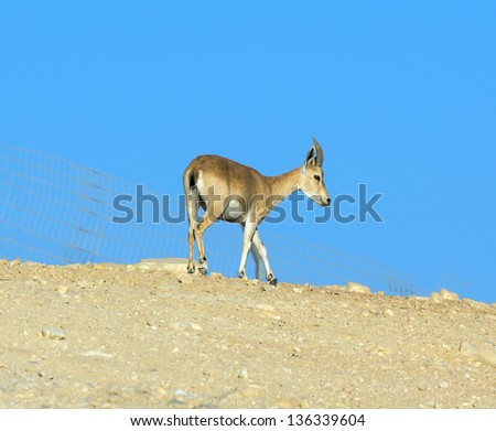 The posing nubian ibex (Capra nubiana) in the Mizpe Ramon - Israel