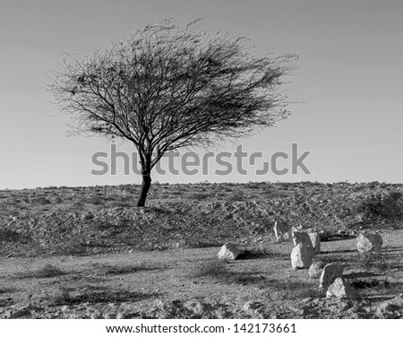 A solitary tree in the desert, Israel (black and white)