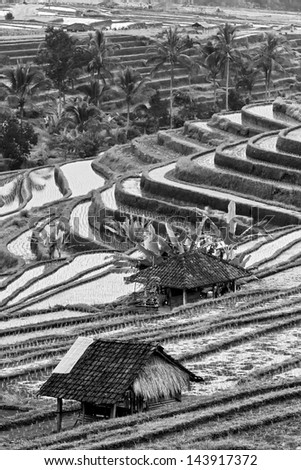 rice terraces on Bali island, Indonesia (black and white)