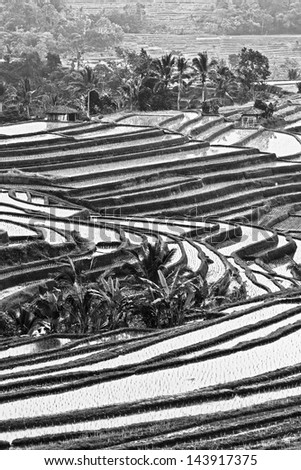 rice terraces on Bali island, Indonesia (black and white)