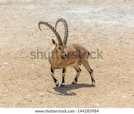 The leader of the herd of nubian ibex ( Capra nubiana ) in Mizpe Ramon - Israel