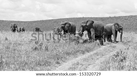 Family of african elephant on the Masai Mara National Reserve - Kenya (black and white)