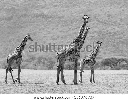 Maasai giraffes in the Crater Ngorongoro National Park - Tanzania (black and white)