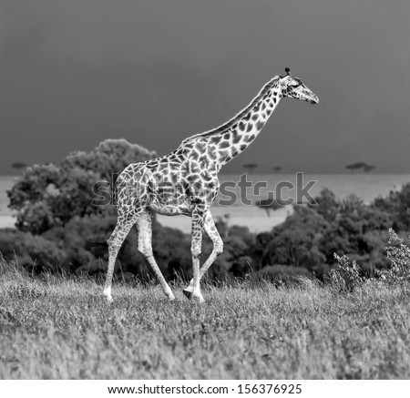 Giraffe on the background of a thundercloud in Masai Mara National Reserve, Kenya (black and white)