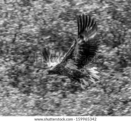 Stellers sea eagle on the lake Dvukhyurtochnoe - Kamchatka, Russia  (black and white)