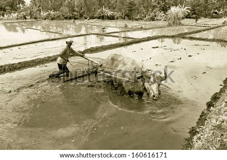 BALI, INDONESIA - JULY 28 : On cultivated land Indonesia occupies the 7th place in the world. Field preparation for planting rice on July 28, 2004 in Bali (stylized retro)