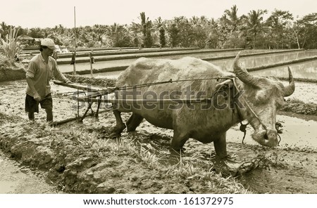 BALI, INDONESIA - JULY 28 : On cultivated land Indonesia occupies the 7th place in the world. Field preparation for planting rice on July 28, 2004 in Bali