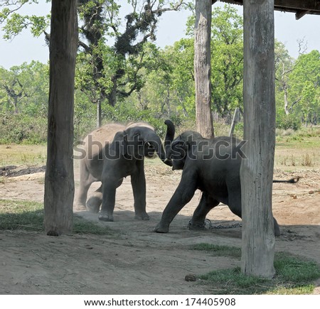 A baby elephants  - Royal Chitwan National Park in Nepal