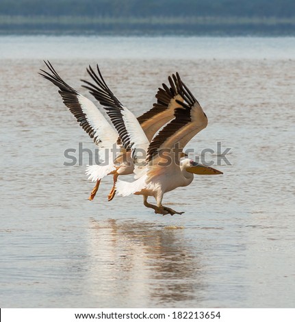 Pelicans fly at the Lake Nakuru National Park - Kenya, East Africa