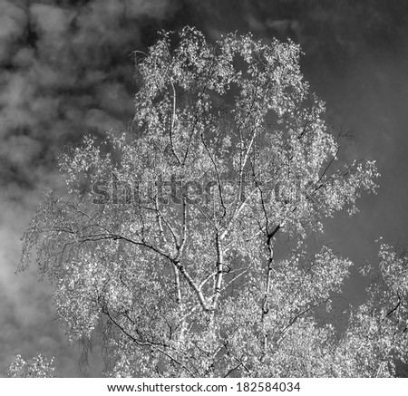 Detailed trees branches on blue sky - Russia (black and white)