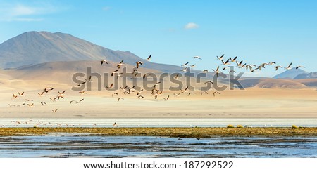 Similar – Foto Bild Flamingos überfliegen den Salar de Atacama