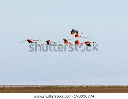 Similar – Foto Bild Flamingos überfliegen den Salar de Atacama