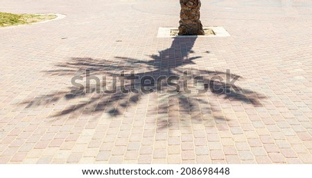 The shadow of palm trees and the dark silhouette of a man on the Mediterranean sea - Israel