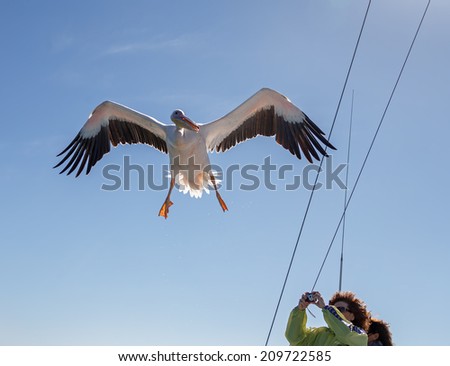 Great white Pelican fly above a pleasure boat - Namibia, South Africa