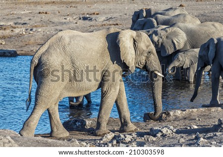 Herd of elephants (Elephantidae) at a waterhole in Etosha National Park - Namibia, South-West Africa