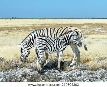 Burchell\'s zebra (Equus burchelli) in Etosha National Park - Namibia, South-West Africa