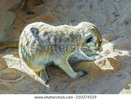 Meerkat (Suricata suricatta) - Namibia, South-West Africa