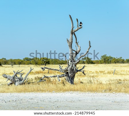A crow sitting on a dead tree  in Chobe National Park - Botswana, South-West Africa