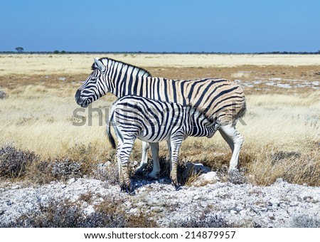 Burchell\'s zebra (Equus burchelli) in Etosha National Park - Namibia, South-West Africa