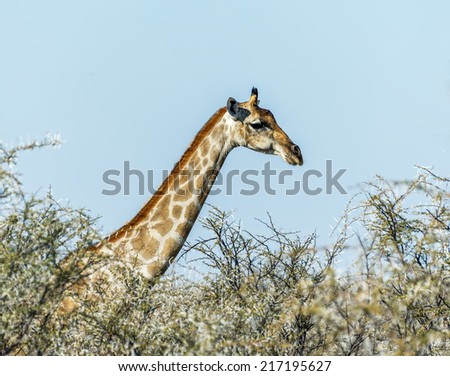 Giraffe in Etosha National Park - Namibia, South-West Africa