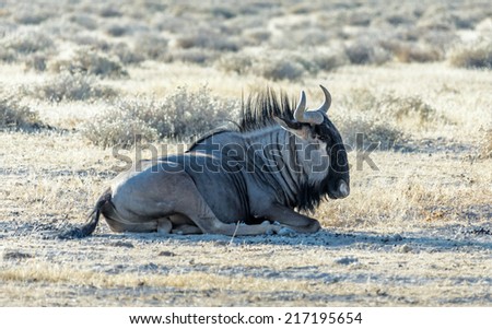 Blue Wildebeest in Etosha National Park - Namibia, South-West Africa
