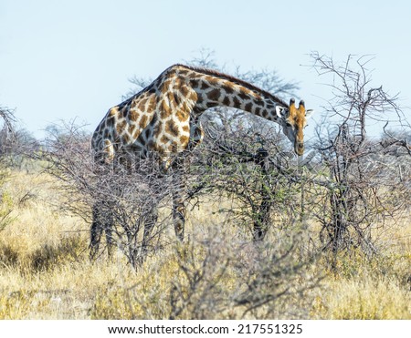 Giraffe in Etosha National Park - Namibia, South-West Africa