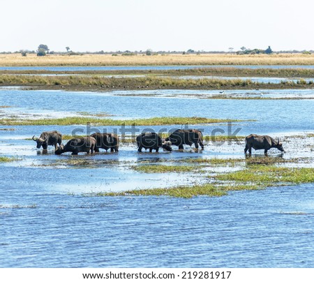 Cape buffalo in water in Chibo river (national reserve) - Botswana, South-Western Africa