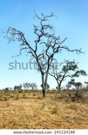 Lonely tree in Chobe National Park - Botswana, South-West Africa
