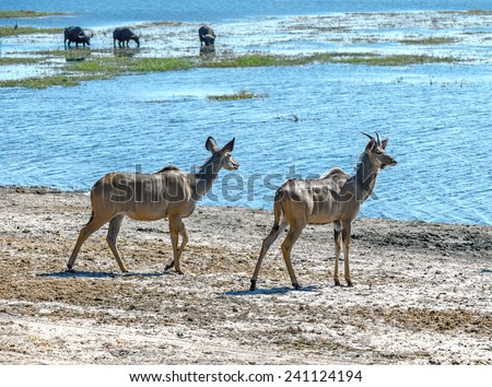 Female antelope Kudu (Tragelaphus strepsiceros) in Chobe National Park - Botswana, South-West Africa