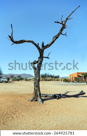 Lonely tree in Namib - Namibia, South-Western Africa