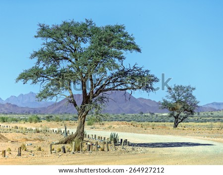 Lonely tree  - Namibia, South-Western Africa