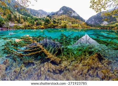 Beautiful lake with submerged tree trunks. Jiuzhaigou Valley was recognize by UNESCO as a World Heritage Site and a World Biosphere Reserve - China