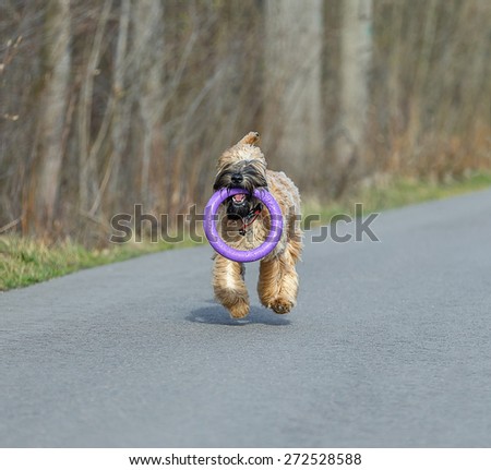 Running Irish Soft Coated wheaten terrier