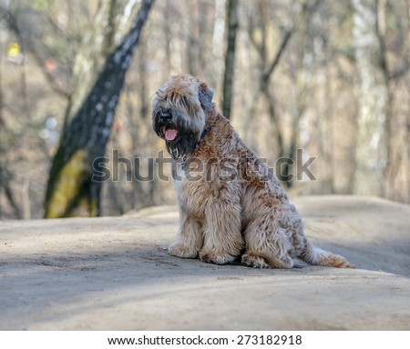 Sitting Irish Soft Coated wheaten terrier