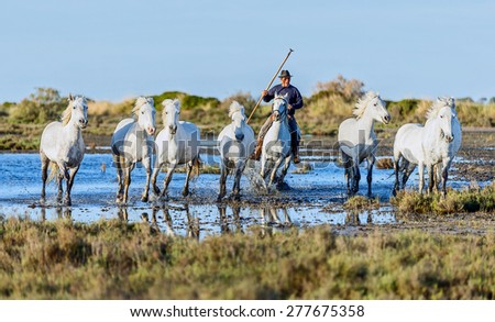 PROVENCE, FRANCE - 07 MAY, 2015: White Camargue Horses run in the swamps nature reserve in Parc Regional de Camargue - Provence, France.