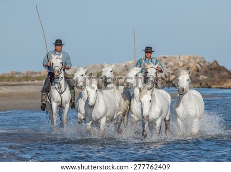 PROVENCE, FRANCE - 07 MAY, 2015: White Camargue Horses run in the swamps nature reserve in Parc Regional de Camargue - Provence, France