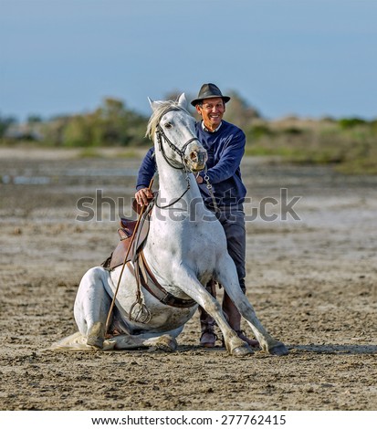 PROVENCE, FRANCE - 07 MAY, 2015: White Camargue Horses run in the swamp nature reserve in Parc Regional de Camargue - Provence, France