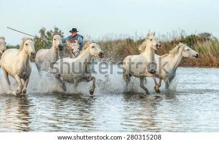 PROVENCE, FRANCE - 08 MAY, 2015: White Camargue Horse with foal run in the swamps nature reserve in Parc Regional de Camargue - Provence, France