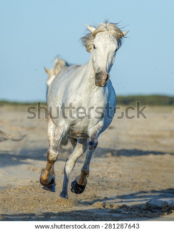 White Camargue Horse running on the beach in Parc Regional de Camargue - Provence, France