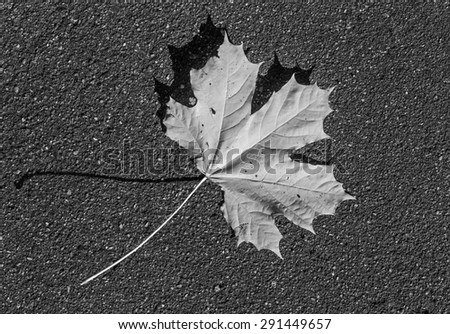 Maple leafs on the ground (black and white)