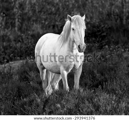 White Camargue Horse standing in the swamps nature reserve in Parc Regional de Camargue - Provence, France (black and white)