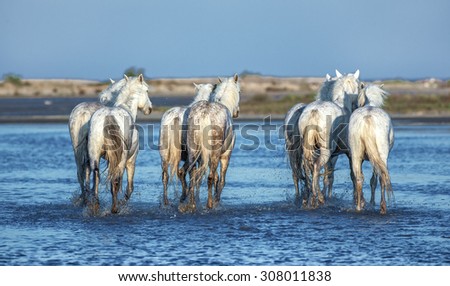White Camargue Horses standing in the swamps nature reserve in Parc Regional de Camargue - Provence, France