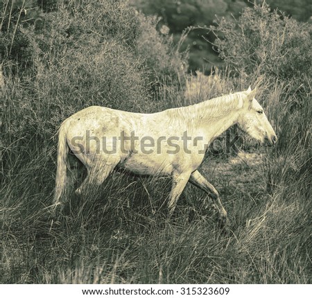 White Camargue Horses standing in the swamps nature reserve in Parc Regional de Camargue - Provence, France (stylized retro)