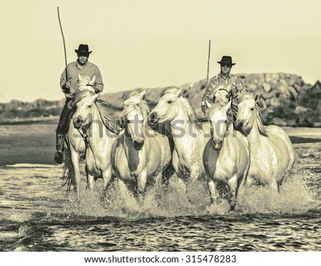 PROVENCE, FRANCE - MAY 07, 2015: White Camargue Horses run in the swamps nature reserve in Parc Regional de Camargue - Provence, France.