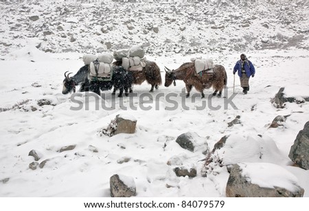 Yak caravan on the trek to Mt. Everest - Nepal